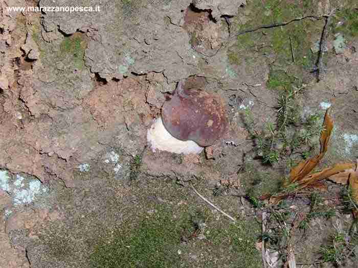  Image name: 124 Porcino.jpg 
 width: 700 pixel 
 height: 525 pixel 
 Size: 38441 bytes 
 Click to enlarge 